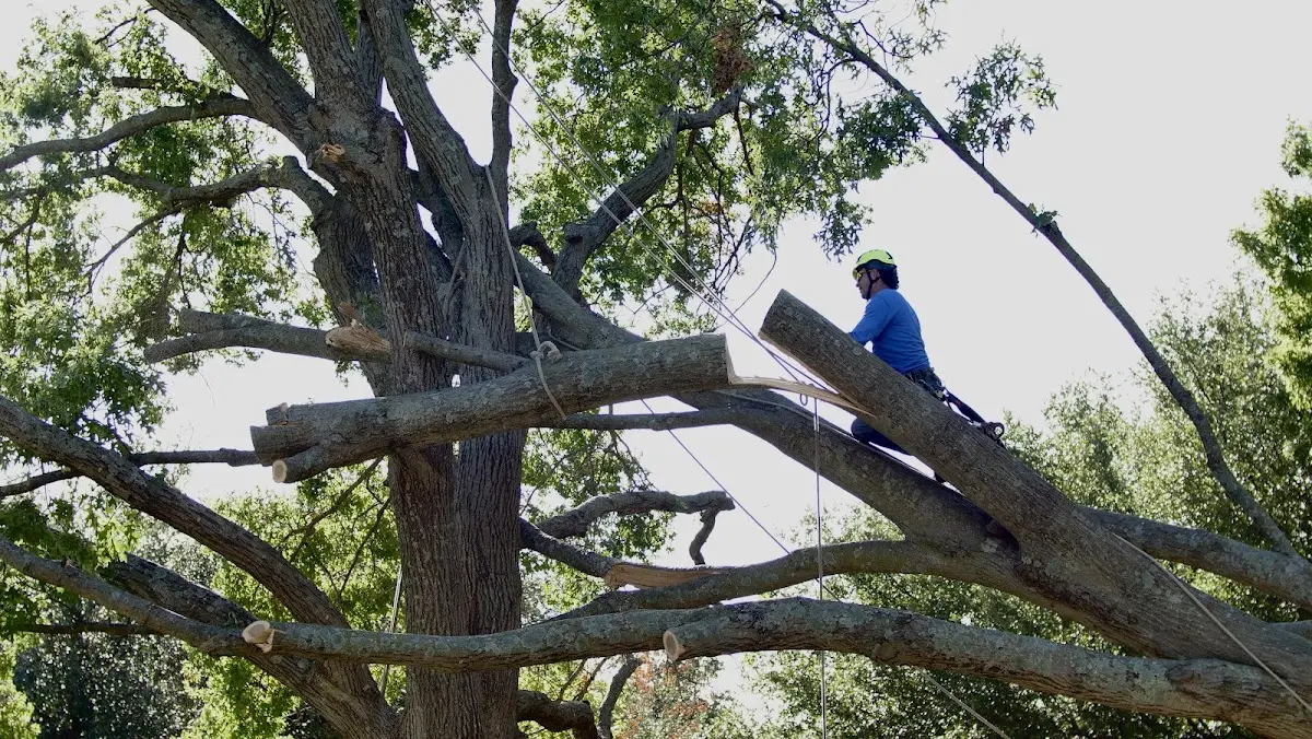 Professional Crown Thinning performed by certified arborists in Swarthmore