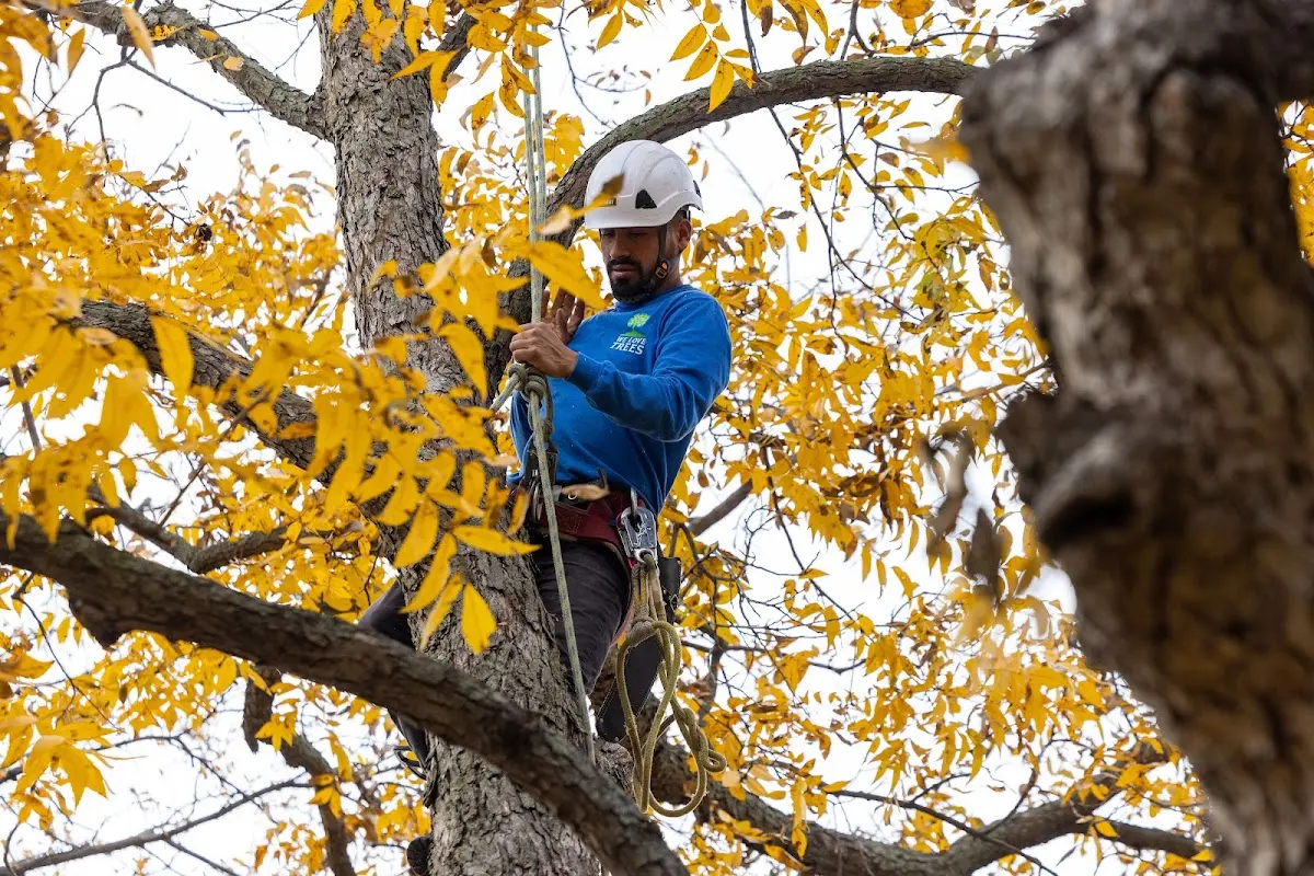 Skilled Tree Pruning crew working in Swarthmore